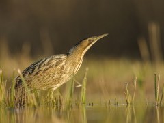 Eurasian bittern in Lancashire