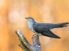 Common cuckoo in Lancashire