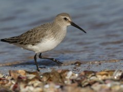 Dunlin in Lancashire