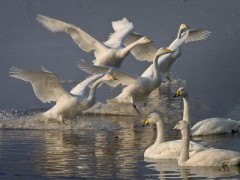 Whooper swans in Lancashire
