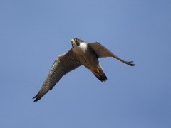 Peregrine falcon in Lancashire