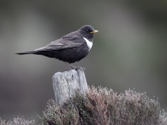 Ring ouzel in Lancashire
