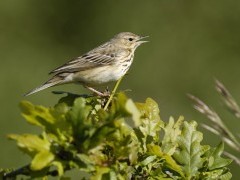 Tree pipit in Lancashire