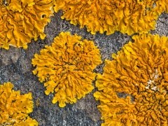 Lichen.