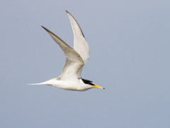 Little tern in the UK