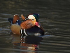 Male mandarin duck