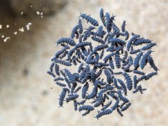 Marine springtails.