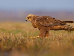 Marsh harrier