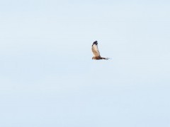 Marsh harrier