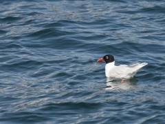 Mediterranean gull