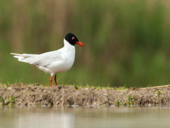 Mediterranean gull in the UK