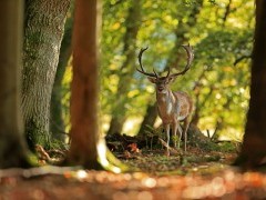 Fallow deer stag in the New Forest.