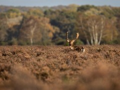 Fallow deer stag in the New Forest.