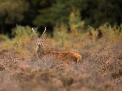 Red deer in the UK.