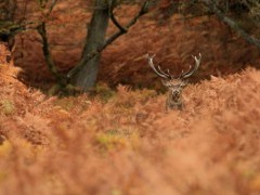 Red deer stag in the New Forest, Hampshire.