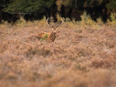 Red deer stag in the New Forest, Hampshire.