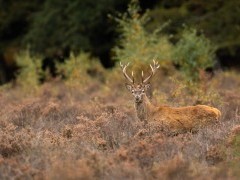 Red deer stag in the New Forest, Hampshire.