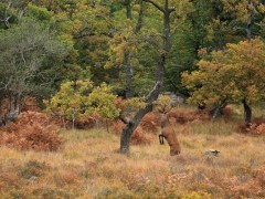 Red deer stag in the New Forest, Hampshire.