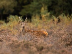 Young red deer stag in the New Forest, Hampshire.
