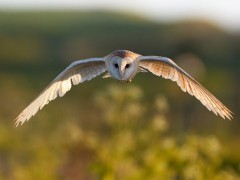 Barn owl