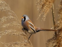 Bearded tit in Norfolk, UK