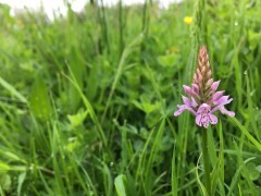 Common spotted orchid in Beeston Bog, Norfolk.