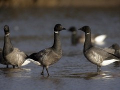 Dark-bellied brent goose in Norfolk