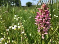 Early marsh orchid in Yare Valley, Norfolk.