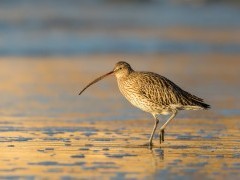 Eurasian curlew in Norfolk