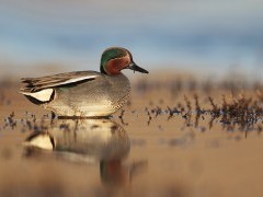 Eurasian teal in Norfolk, UK
