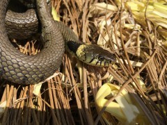 Grass snake in Yare Valley, Norfolk.