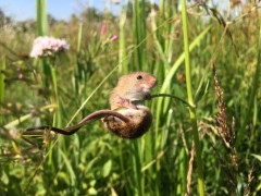 Harvest mouse in Yare Valley, Norfolk.