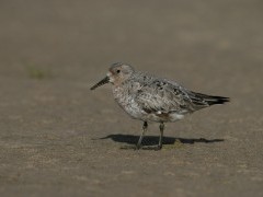 Knot in Norfolk