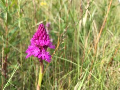 Pyramidal orchid in Holkham, Norfolk.