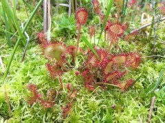 Round-leaved sundew in Beeston Bog, Norfolk.