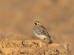Shorelark in Norfolk