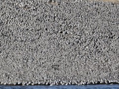 Knot flock over Snettisham RSPB Reserve in Norfolk