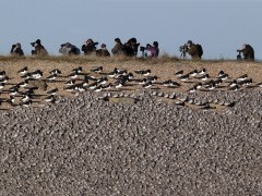 Knot flock with oystercatchers in Snettisham RSPB Reserve, Norfolk