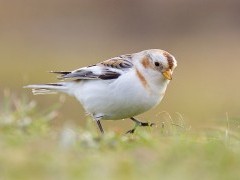 Snow bunting in Norfolk
