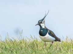 Northern lapwing