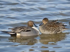 Northern pintail