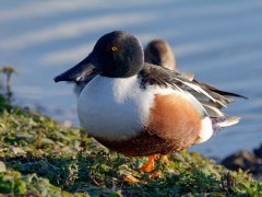 Northern shoveler