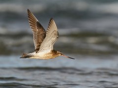 Bar-tailed godwit