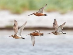 Bar-tailed godwit