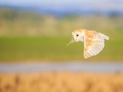 Barn owl