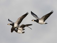 Barnacle geese