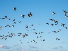Brent geese flock