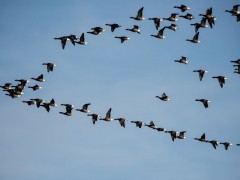 Brent geese flock