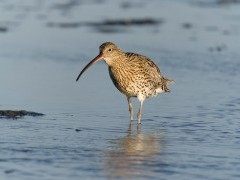 Curlew