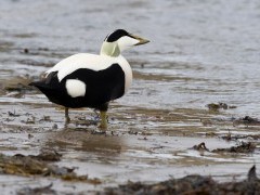 Eider